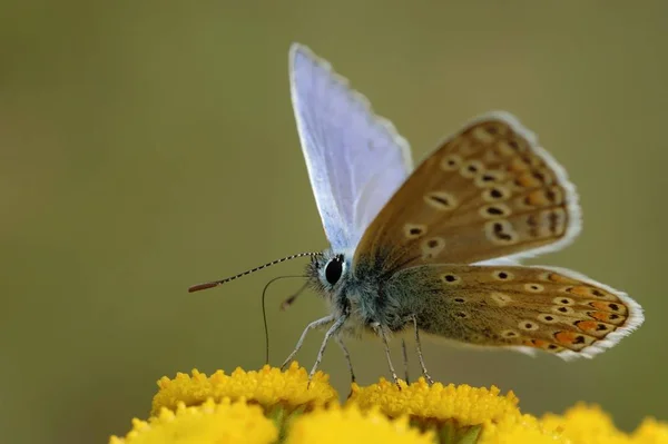 Gros Plan Merle Bleu Sur Fond Flou — Photo