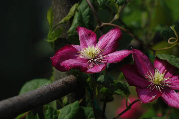 Clematis Blütenblätter Flora — Stockfoto