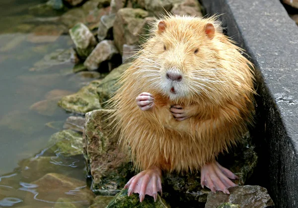 Young Nutria Beaver Rat — Stock fotografie