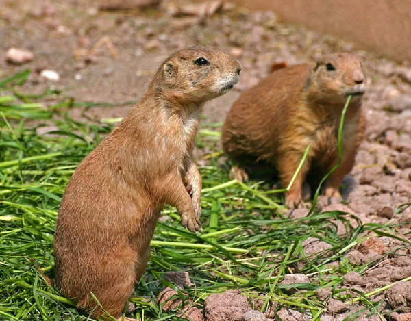 Écureuil Mignon Dans Herbe — Photo