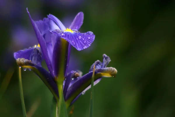 美しい虹彩の花の風景 — ストック写真