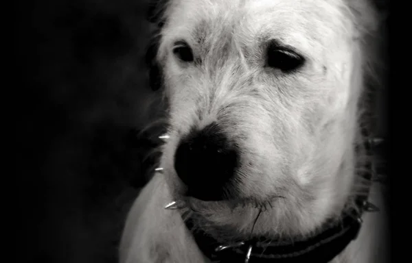 Vista Panoramica Del Cane Cucciolo Carino — Foto Stock