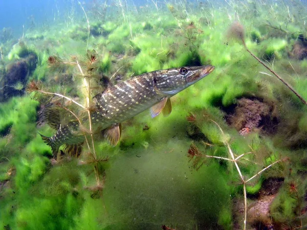 Peixe Aquário — Fotografia de Stock