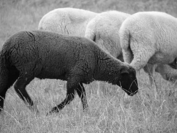 Waarom Ben Alleen Het Zwarte Schaap Van — Stockfoto