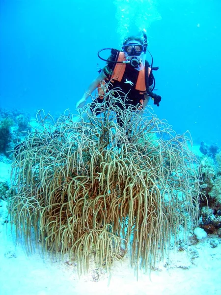 female diver posing underwater