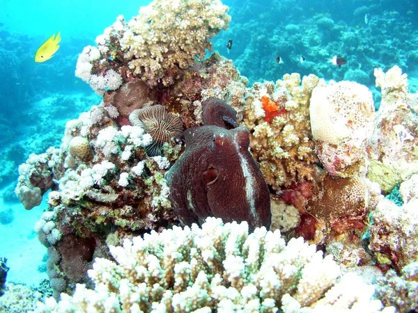 Undervattensfoto Tropisk Fisk Korallrevet — Stockfoto