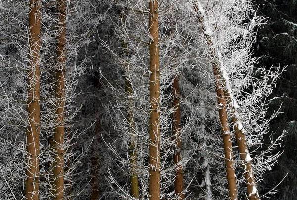 冬の風景を見ると — ストック写真