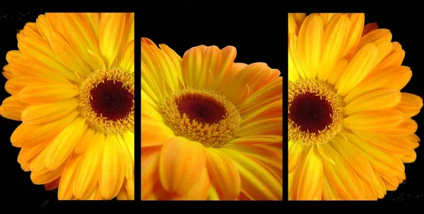 Красива Жовта Квітка Чорному Фоні — стокове фото