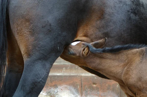 Trakehner Foal Scally Geb Mostrador Leche —  Fotos de Stock