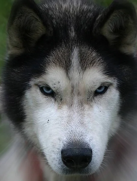 Colpo All Aperto Cani Carino — Foto Stock