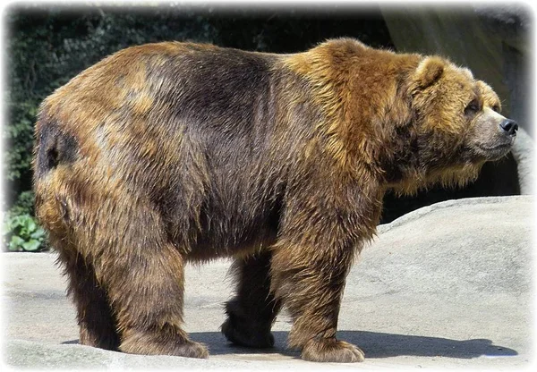 Closeup Animal Zoo — Stock Photo, Image