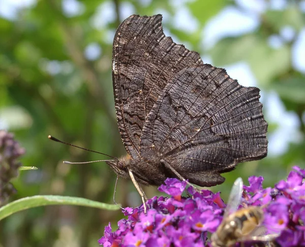 Close Uitzicht Mooie Kleurrijke Vlinder — Stockfoto