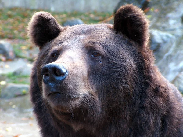 茶色のクマの動物 グリズリー — ストック写真