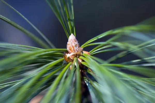 Detailní Pohled Hmyz Přírodě — Stock fotografie