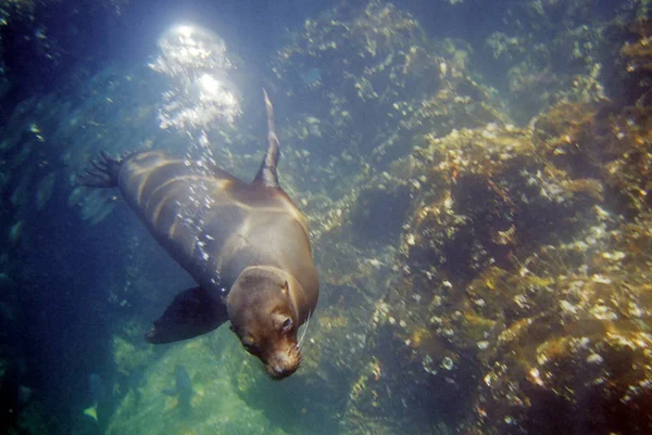 Sea Lion Sea Animal — Stock Photo, Image