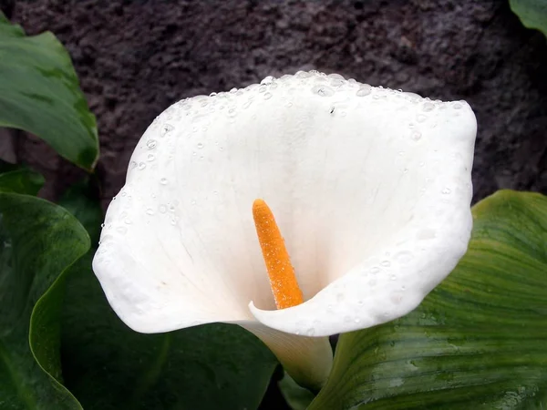 Exotické Calla Lilie Květy Okvětní Lístky Flóra Botanika — Stock fotografie