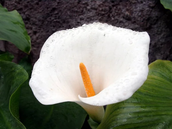 Exotische Calla Lilie Blütenblätter Flora Und Botanik — Stockfoto