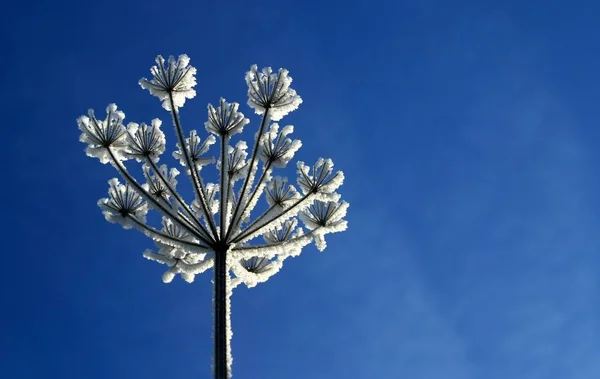 Uitzicht Een Winterse Scène — Stockfoto