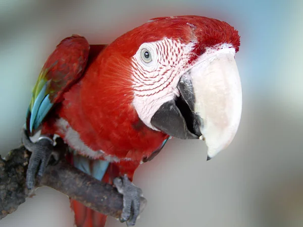 Nazwa Obrazu Pochodzi Faktu Ponieważ Ptak Jest Tak Kolorowy — Zdjęcie stockowe