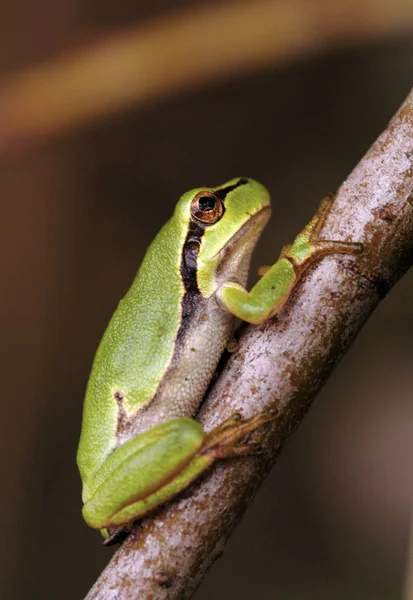 Grenouille Tropicale Amphibien — Photo