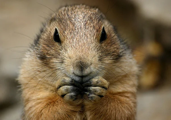 動物園での動物の閉鎖 — ストック写真