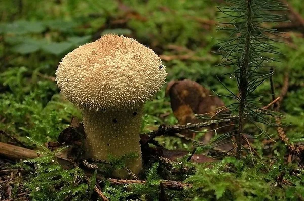 Pilzzucht Wald Hintergrund Der Natur — Stockfoto