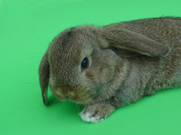 Niedlicher Hase Nahaufnahme — Stockfoto