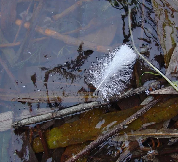 Spring Ice — Stock Photo, Image