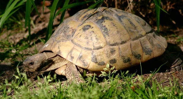 Eine Schildkröte Gras — Stockfoto