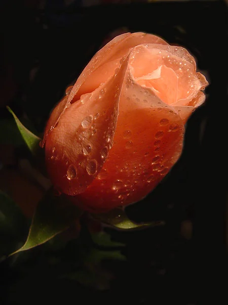 Ruusu Kukka Mustalla Taustalla — kuvapankkivalokuva