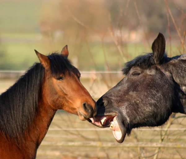 Bonito Cavalo Selvagem Natureza — Fotografia de Stock