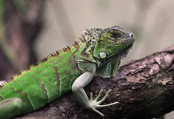 Lagarto Iguana Reptil — Foto de Stock