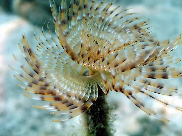 Korallen Und Fische Meer — Stockfoto