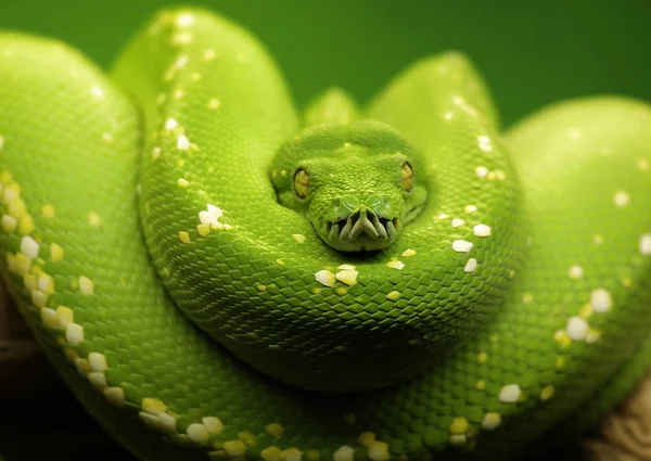 Blick Auf Majestätische Wilde Pythonschlange — Stockfoto