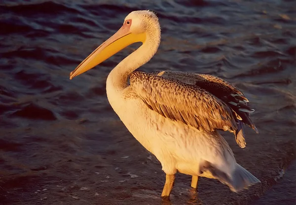 Petros Een Van Mijlpalen Van Mykonos Voorheen Alleen Hij Bedrijf — Stockfoto