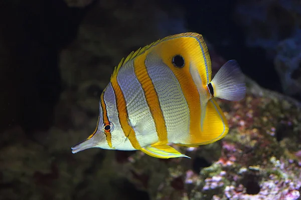 Scenic View Underwater World — Stockfoto