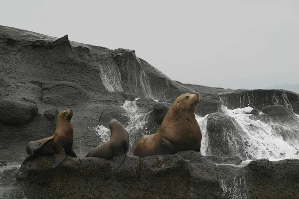 Different Animals Selective Focus — Stock Photo, Image