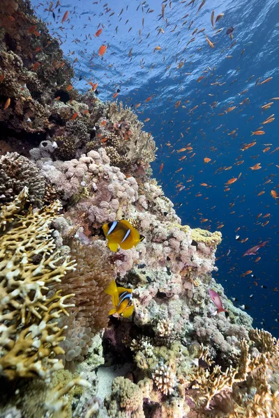 水下蓝海 珊瑚及鱼类 — 图库照片