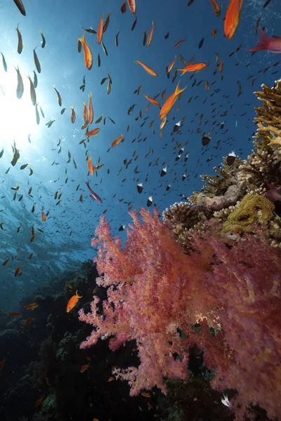 Океан Корали Риби — стокове фото