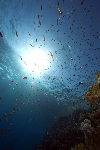 Blauwe Oceaan Onder Water Koraal Vis — Stockfoto