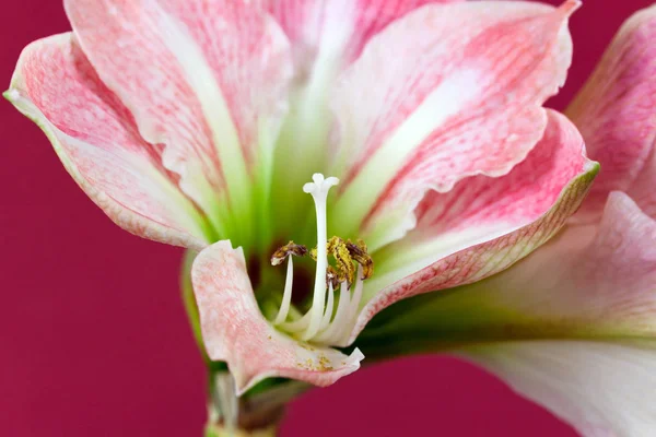 Amaryllis Květy Okvětní Lístky Flóra — Stock fotografie