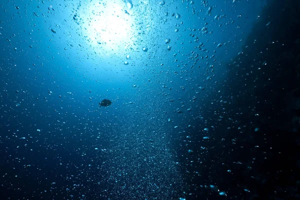 Vista Panorámica Del Mundo Submarino — Foto de Stock