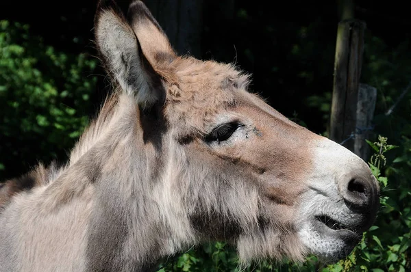 Detailní Záběr Zvířat Zoologické Zahradě — Stock fotografie