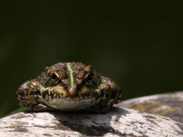 カエル両生類池動物 — ストック写真