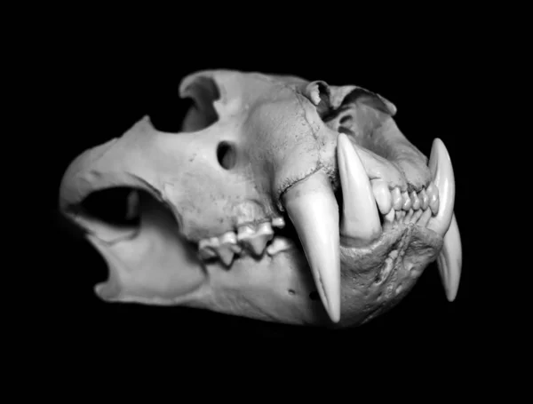 頭蓋骨と骨格像 — ストック写真