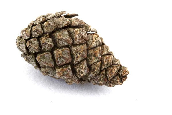 Pine Cone Tree Cones Flora — Stock Photo, Image