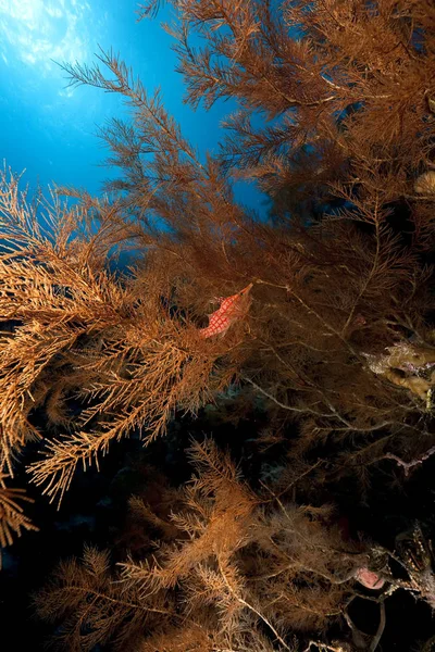 Μακρύπτερος Μπακαλιάρος Και Μαύρο Κοράλλι — Φωτογραφία Αρχείου
