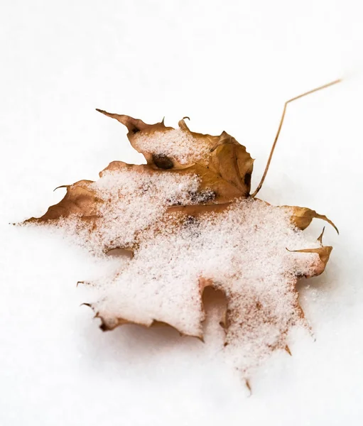 Baum Blätter Laub Blatt — Stockfoto