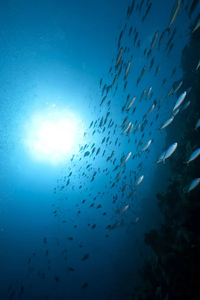 水生动植物 水下海水 珊瑚和鱼类 — 图库照片