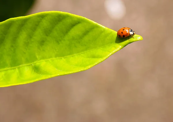 Ladybug Green Leaf — Stock Photo, Image